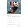 image Pandas 2027 Wall Calendar Second Alternate Image
