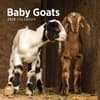 image Baby Goats 2025 Wall Calendar  Main Image