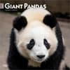image Pandas 2027 Wall Calendar Main Product Image