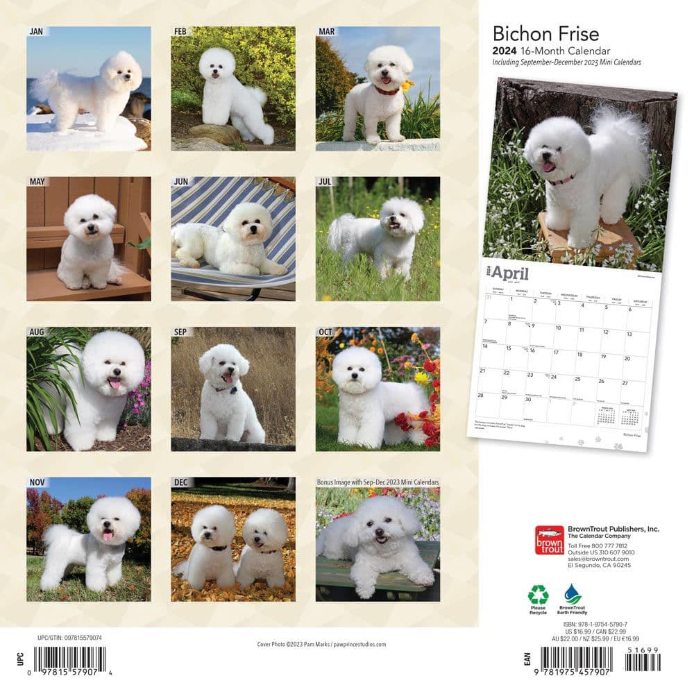 Bichon Frise 2024 Wall Calendar