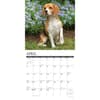 image Just Beagles 2025 Wall Calendar