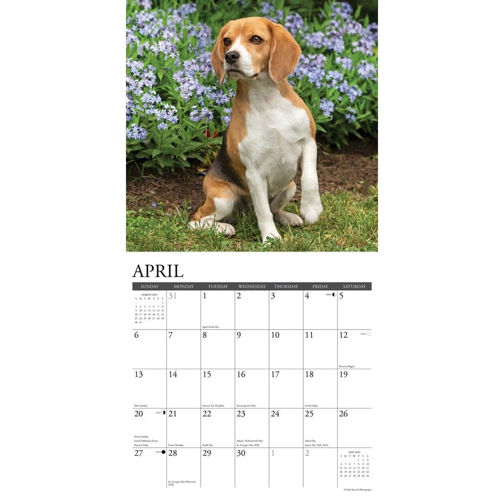 Just Beagles 2025 Wall Calendar