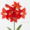 image Vellum Amaryllis Christmas Card Third Alternate Image width=&quot;1000&quot; height=&quot;1000&quot;