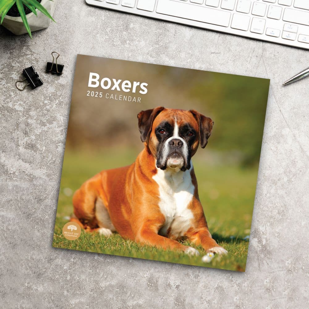 Boxers 2025 Wall Calendar Fourth Alternate Image