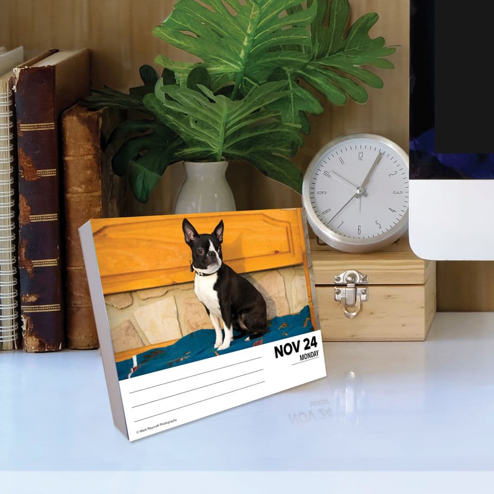 Just Boston Terriers 2025 Desk Calendar Third Alternate Image