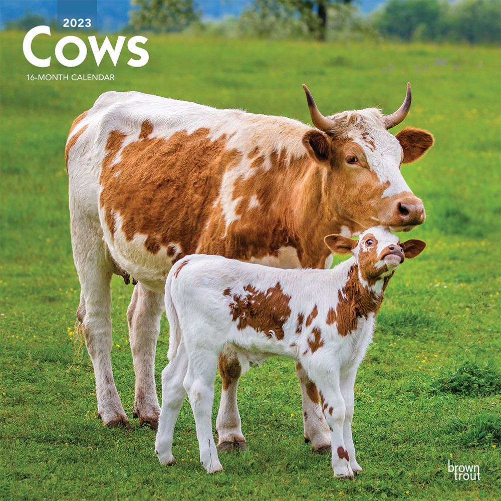 Cows 2023 Wall Calendar