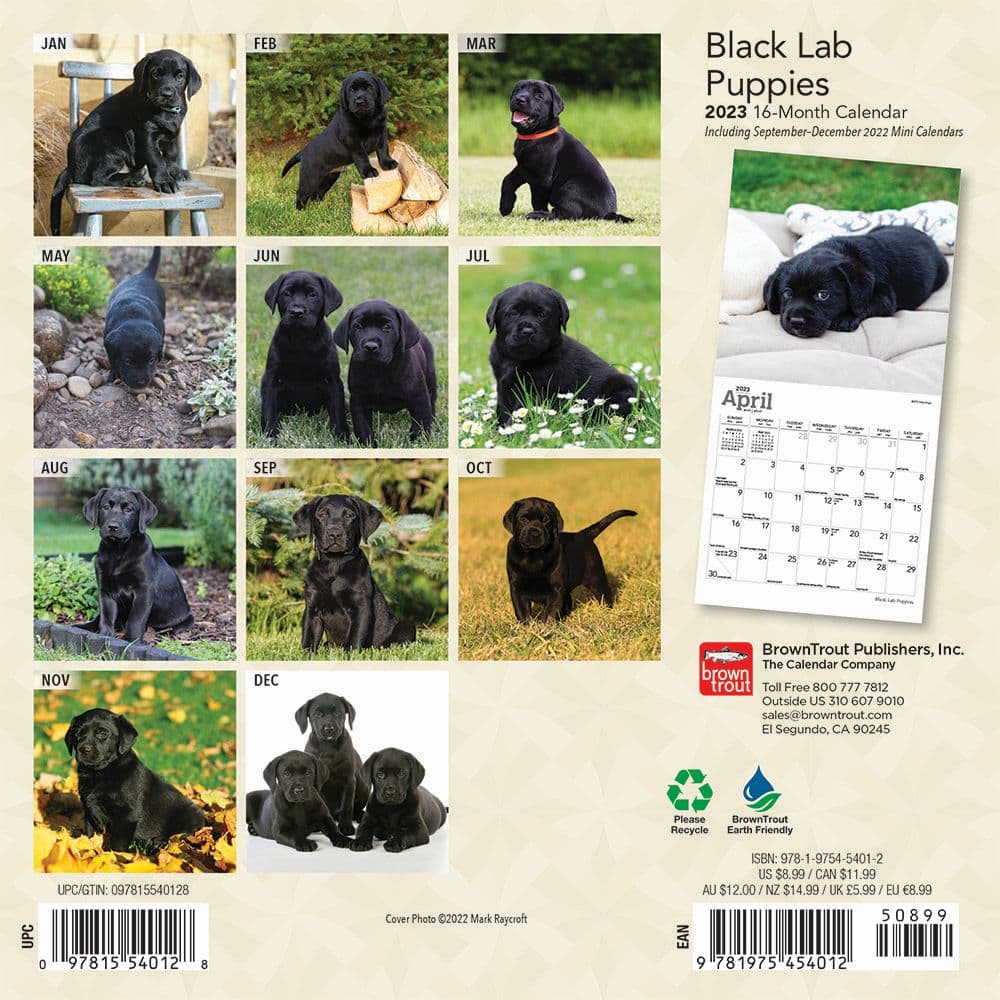 Black Lab Puppies 2023 Mini Wall Calendar - Calendars.com