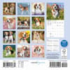 image Beagles 2026 Mini Wall Calendar First Alternate Image