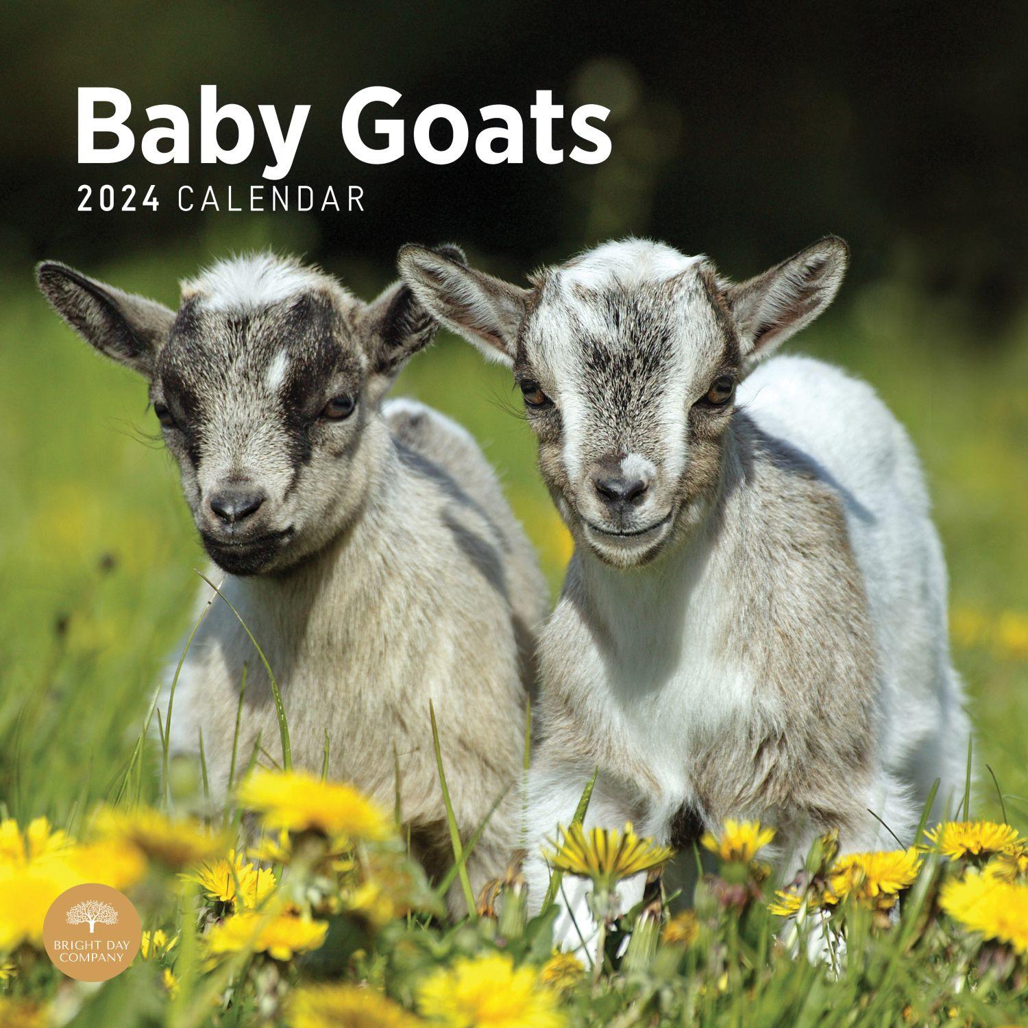 Goat Calendar 2024 Calendar Week Dulcea Gilligan