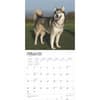 image Alaskan Malamutes 2025 Wall Calendar First Alternate Image width=&quot;1000&quot; height=&quot;1000&quot;