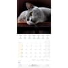 image Cool Cats 2025 Wall Calendar Fifth Alternate Image width="1000" height="1000"