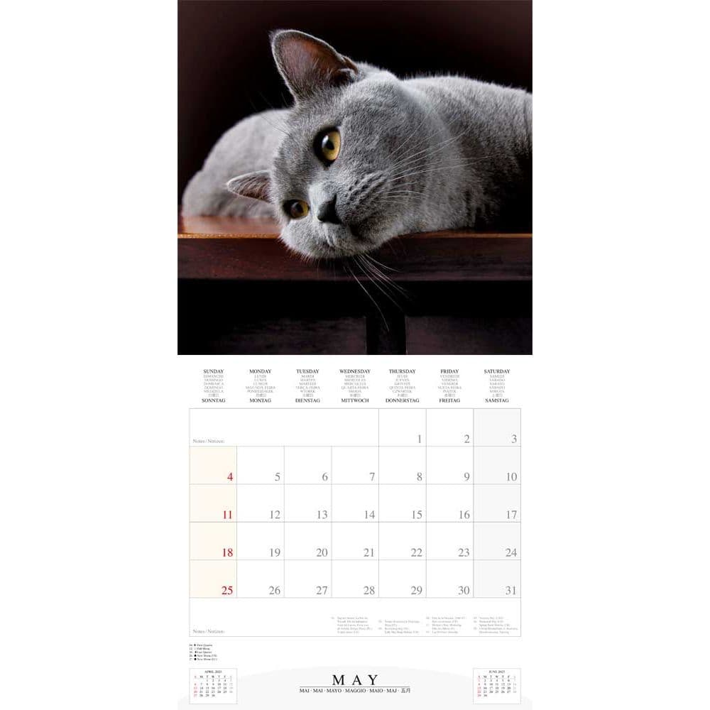 Cool Cats 2025 Wall Calendar Fifth Alternate Image width="1000" height="1000"