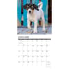 image Jack Russell Puppies 2024 Wall Calendar Alternate Image 2