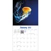 image Jellyfish Photo 2026 Wall Calendar