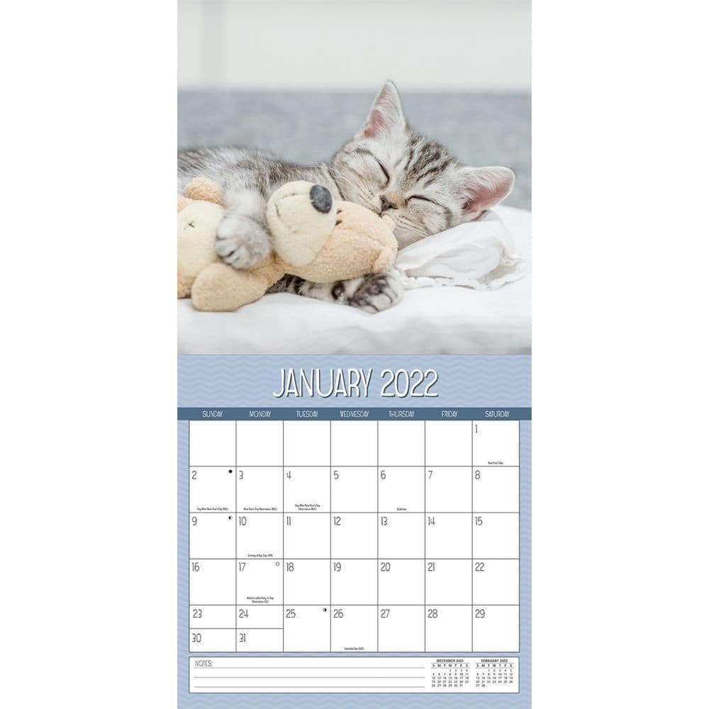 Details about   CURIOUS CATS---Vintage 2006--Collectible Wall Calendar--12 Great Photos--New 