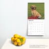 image Puggles 2025 Wall Calendar