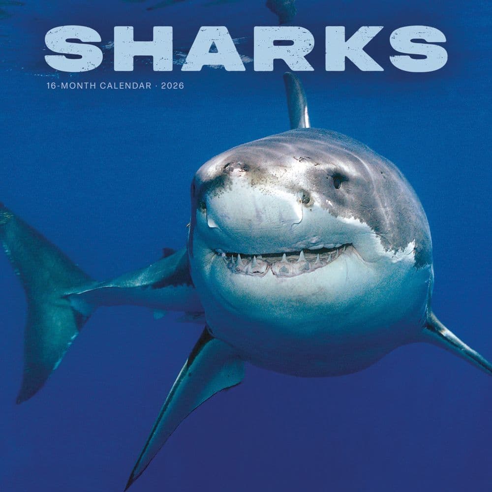 Shark Year 2026 Wall Calendar Main Image