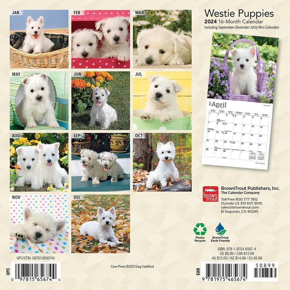 West Highland Terrier Puppies 2024 Mini Wall Calendar First Alternate Image width=&quot;1000&quot; height=&quot;1000&quot;
