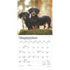 image Dachshunds 2025 Mini Wall Calendar