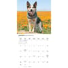 image Australian Cattle Dogs 2026 Wall Calendar Third Alternate Image