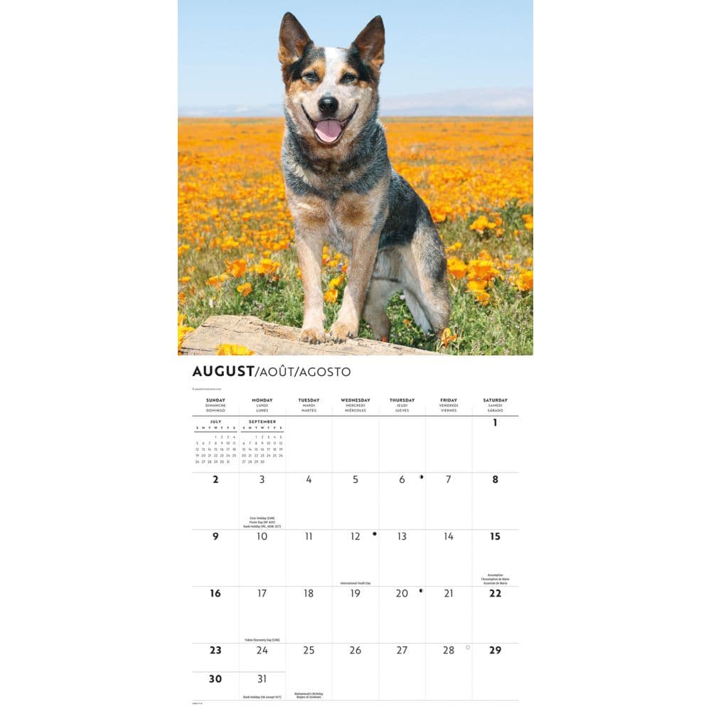 Australian Cattle Dogs 2026 Wall Calendar Third Alternate Image