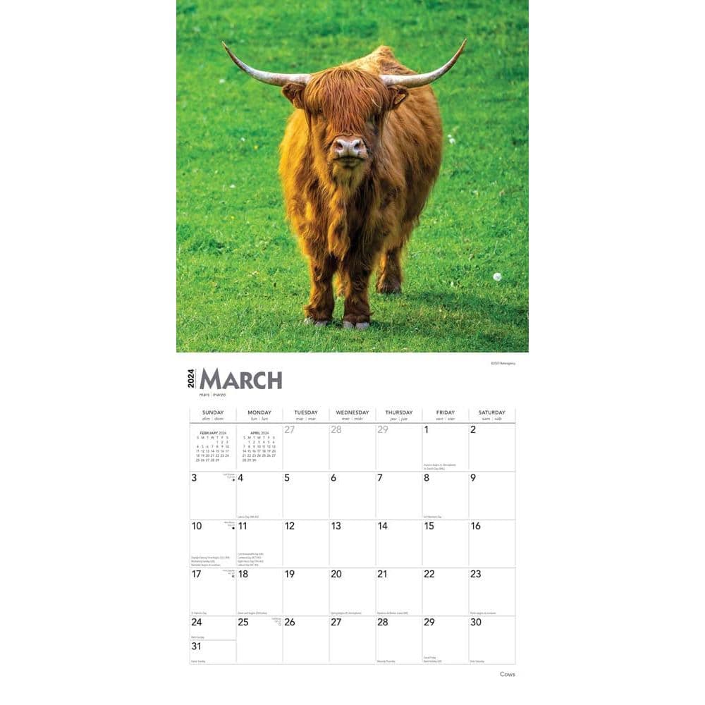 Cows 2024 Wall Calendar