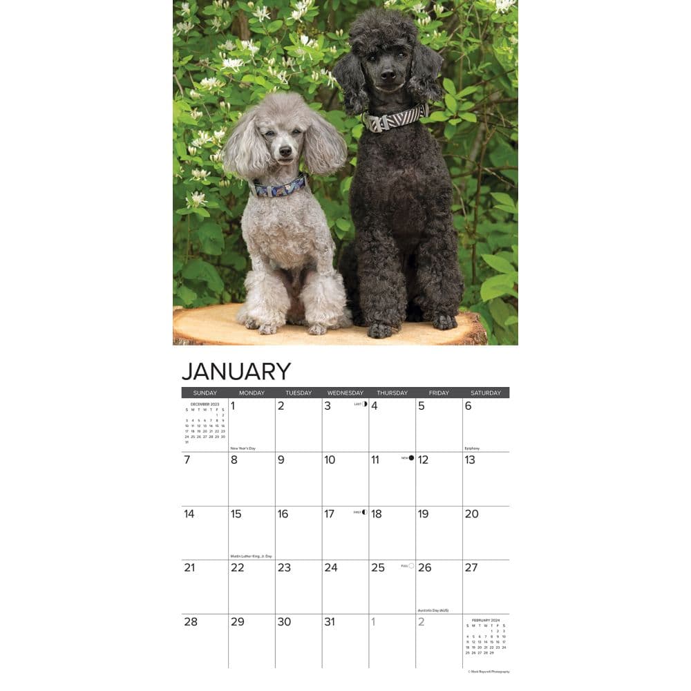 Toy and Miniature Poodles 2024 Wall Calendar