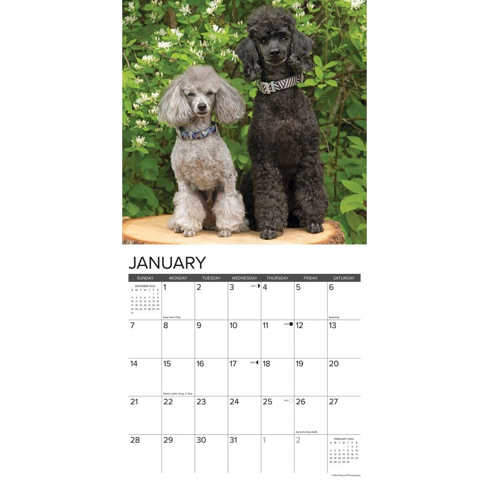 Toy and Miniature Poodles 2025 Wall Calendar