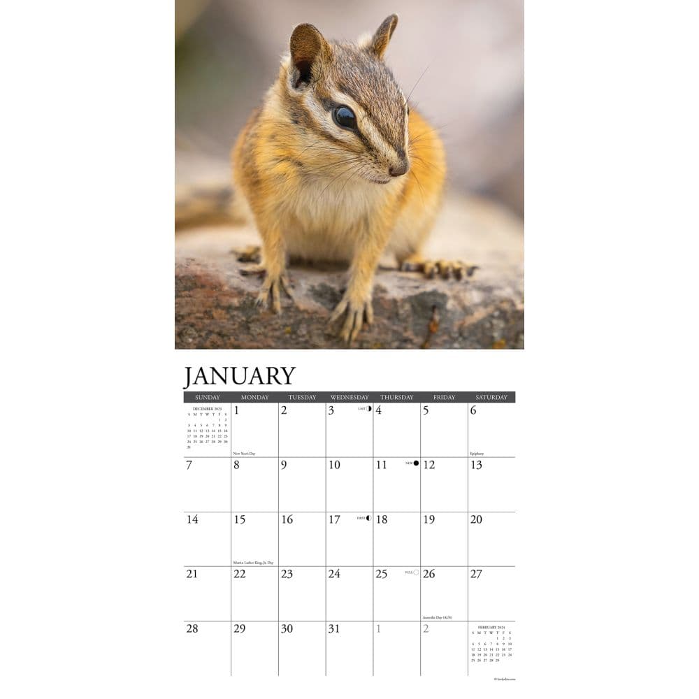 Chipmunks Gone Nuts 2024 Wall Calendar Alternate Image 2