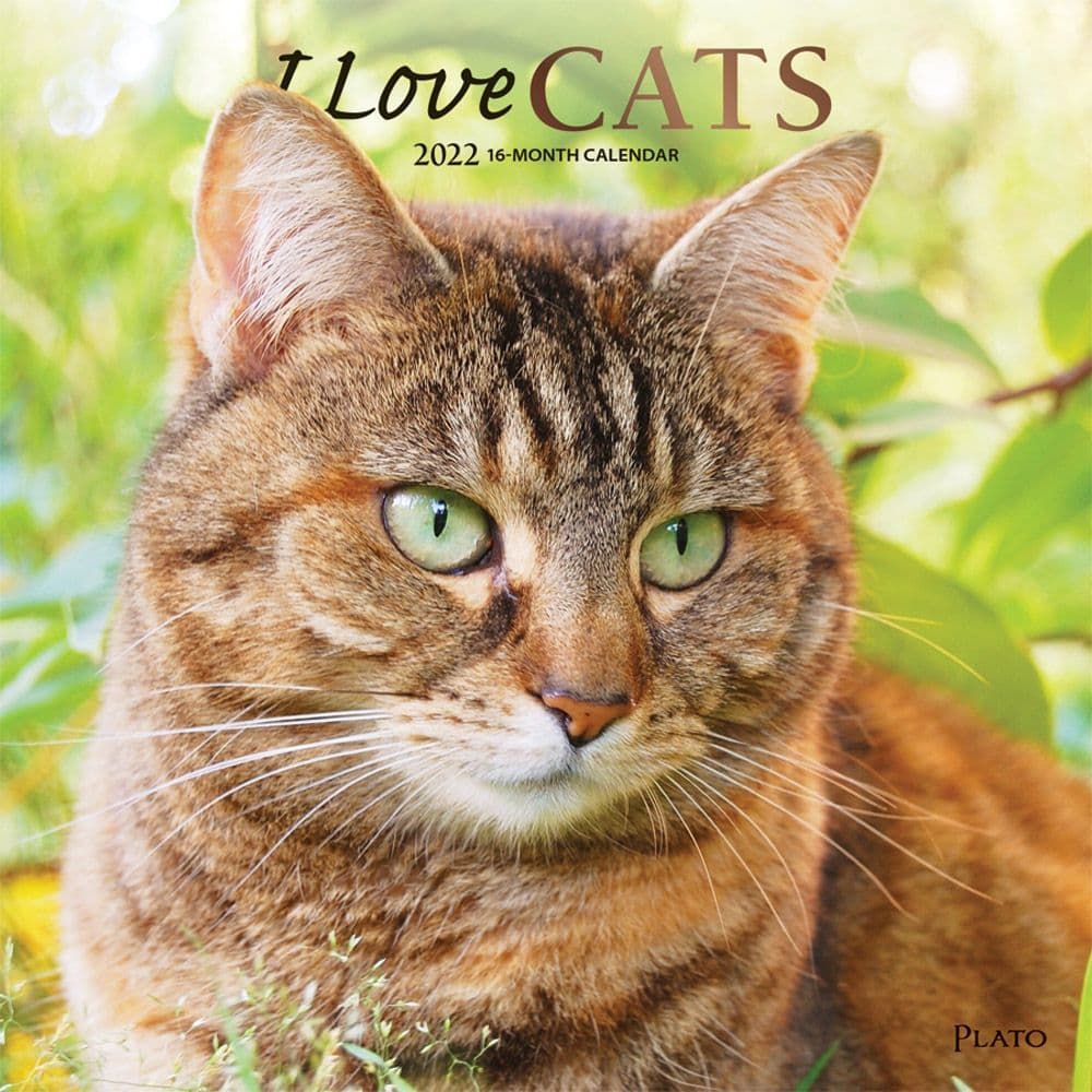 I Love Cats 2022 Wall Calendar - Calendars.com