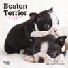 image Boston Terrier Puppies 2024 Mini Wall Calendar Main Image