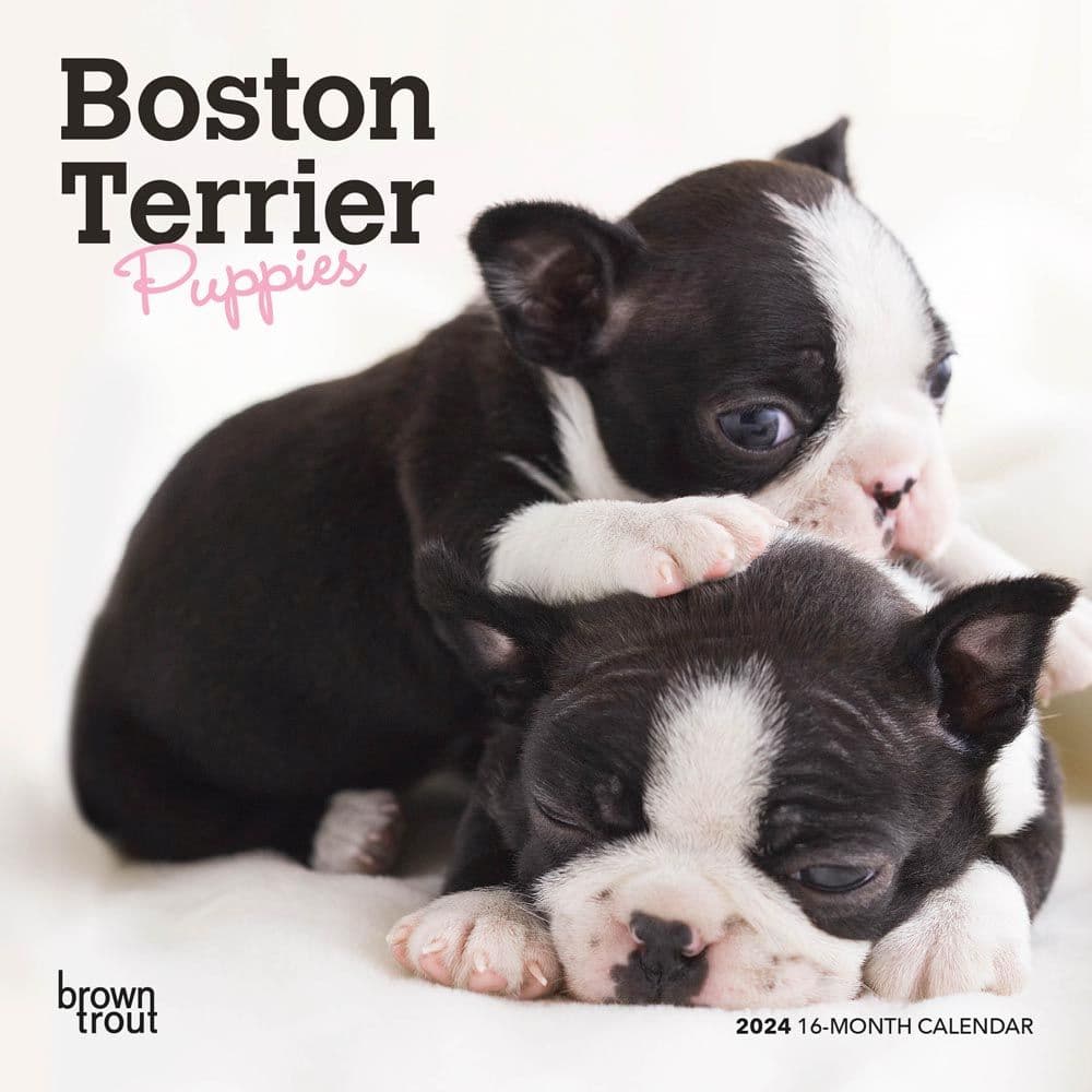 Boston Terrier Puppies 2024 Mini Wall Calendar Main Image