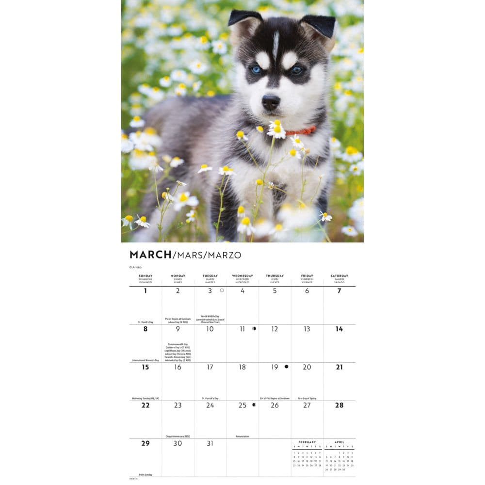 Siberian Husky Puppies 2026 Mini Wall Calendar Third Alternate Image