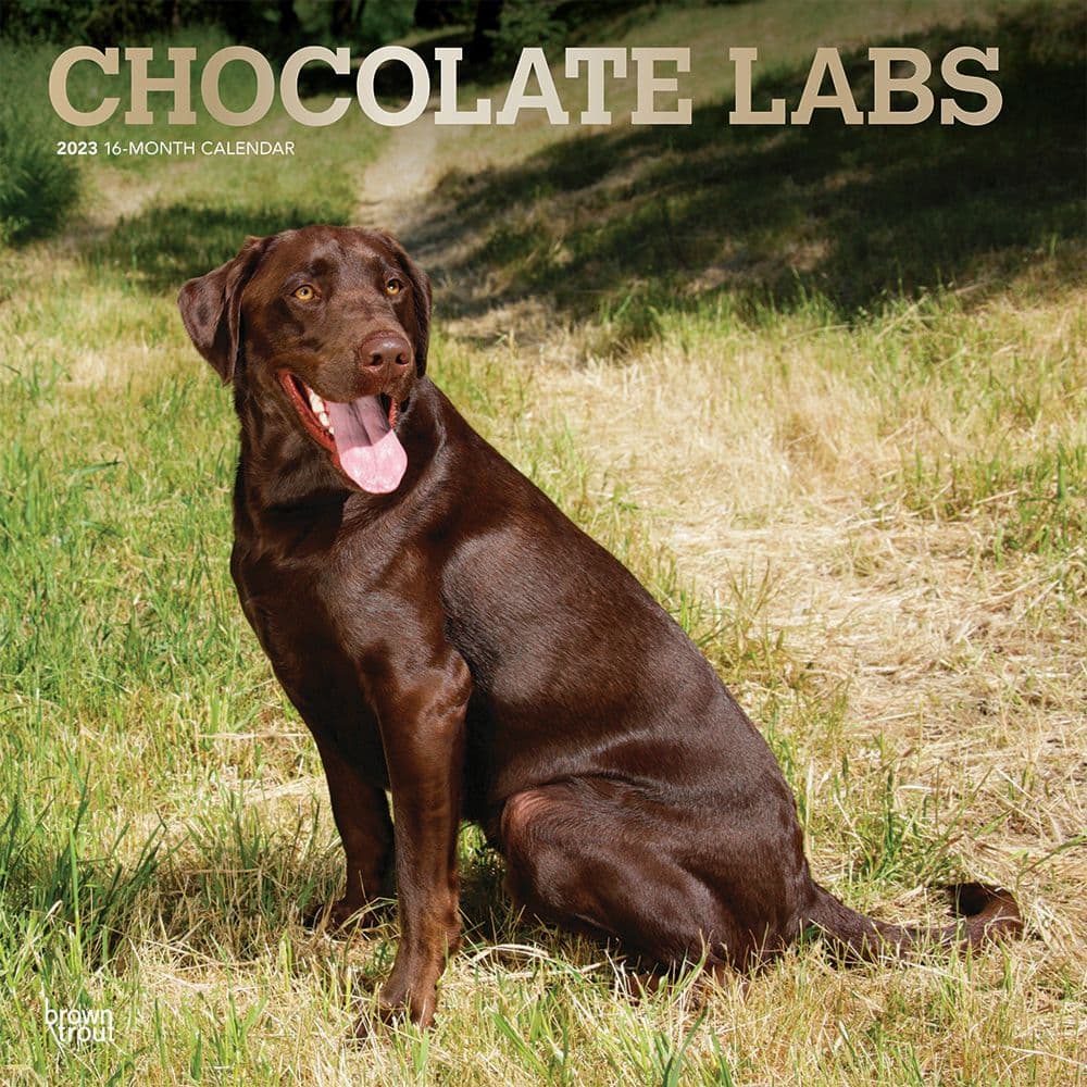BrownTrout Labrador Retrievers Chocolate 2023 Square Wall Calendar