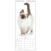 image Cats Vertical 2024 Wall Calendar Third Alternate Image width=&quot;1000&quot; height=&quot;1000&quot;