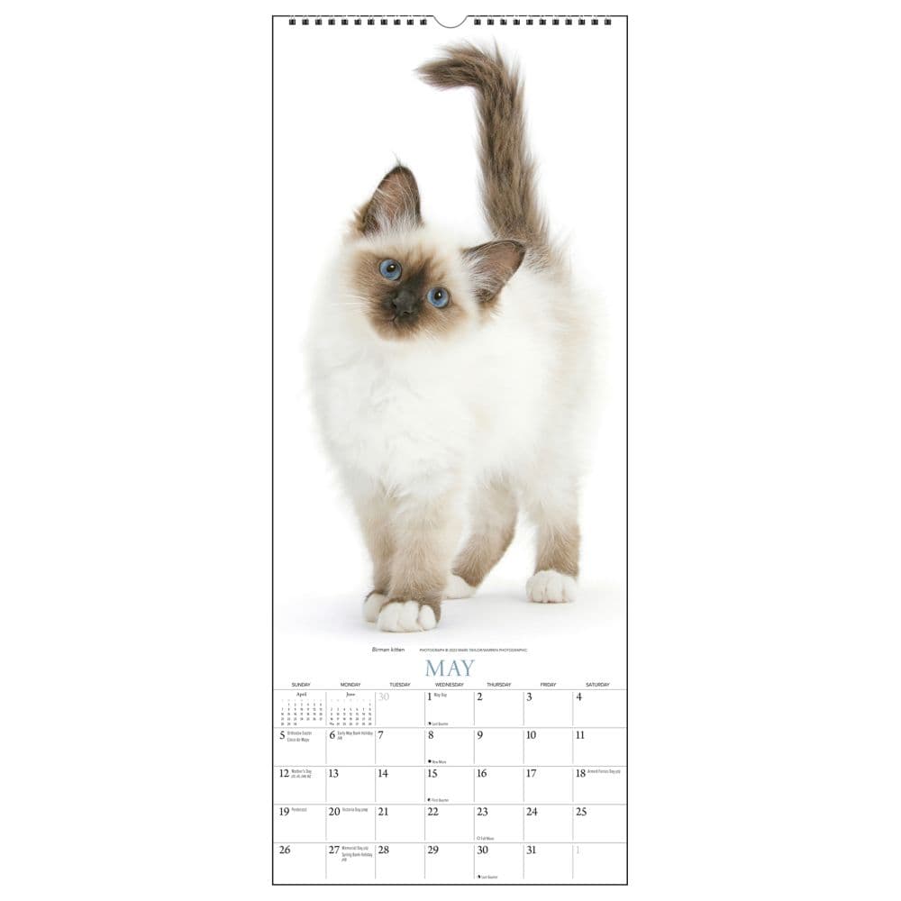 Cats Vertical 2024 Wall Calendar Third Alternate Image width=&quot;1000&quot; height=&quot;1000&quot;