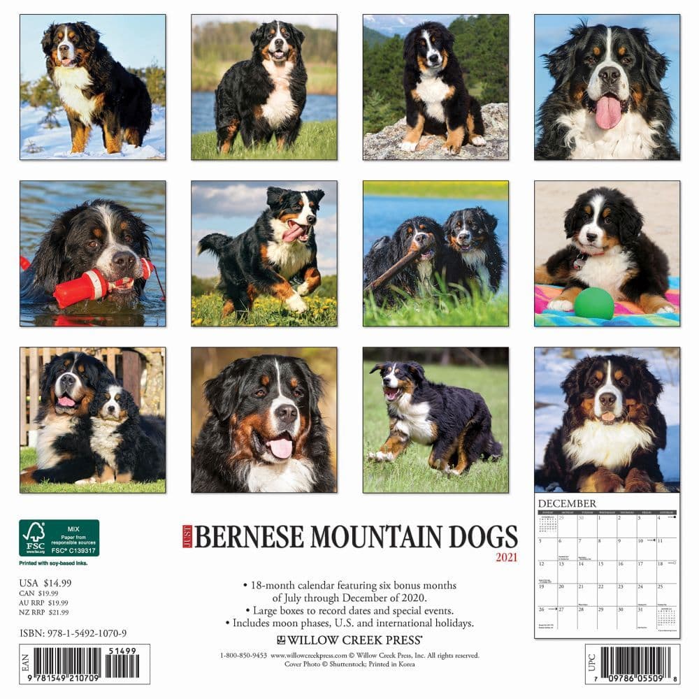 Just Bernese Mountain Dogs Wall Calendar