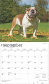 image Bulldogs Deluxe 2025 Wall Calendar September