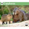 image Capybara WWF 2025 Wall Calendar  Main Image