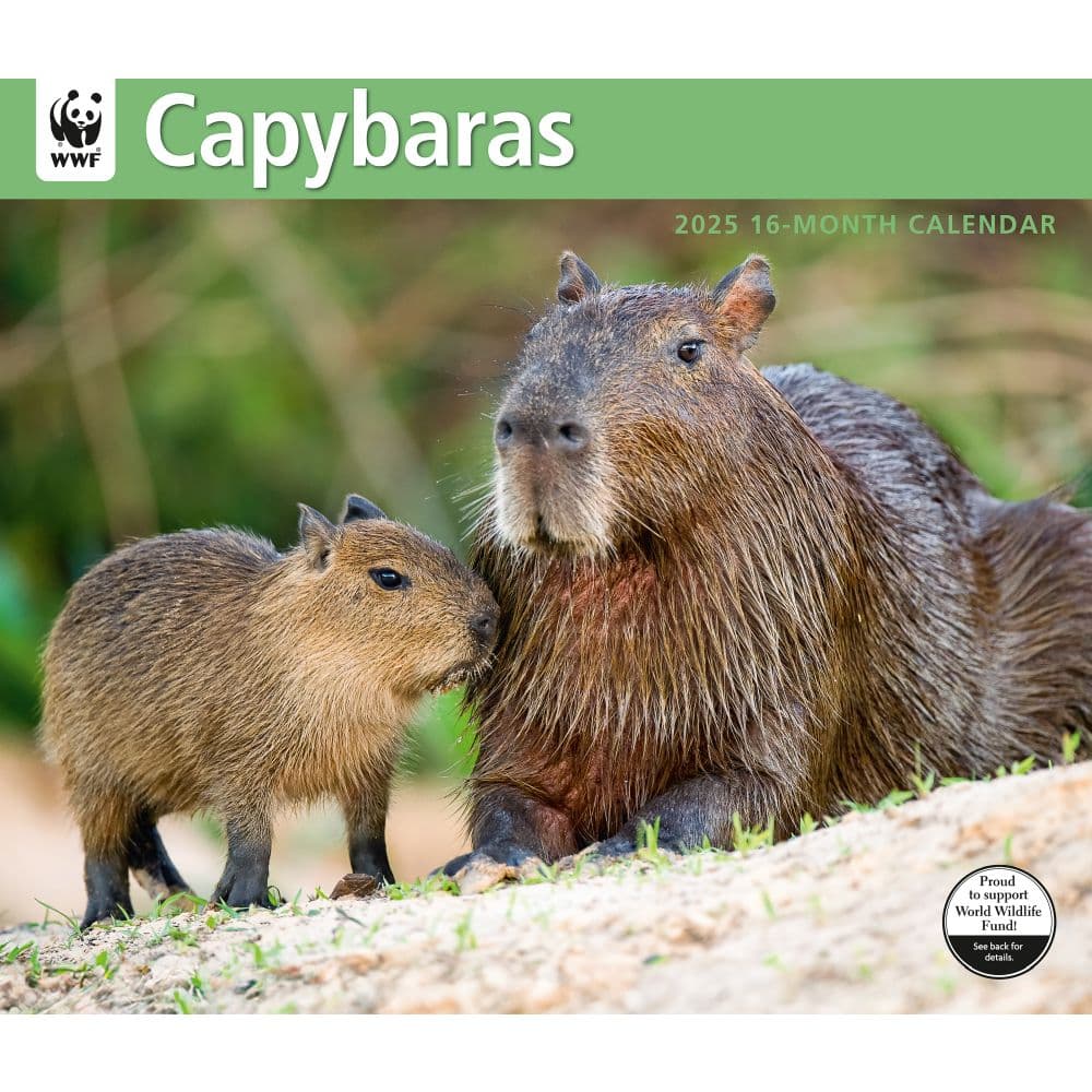 Capybara WWF 2025 Wall Calendar  Main Image