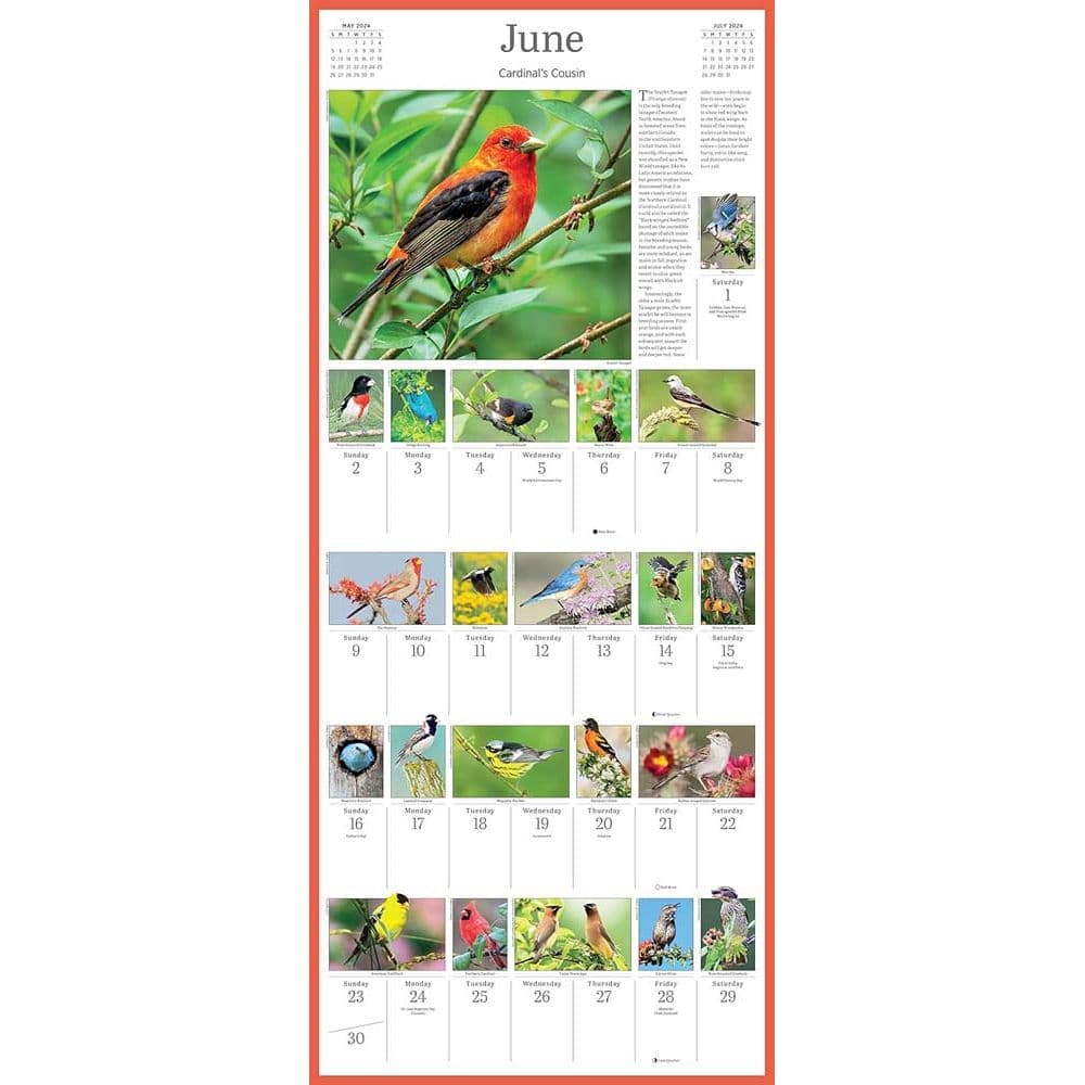 Audubon 365 Songbirds 2024 Wall Calendar