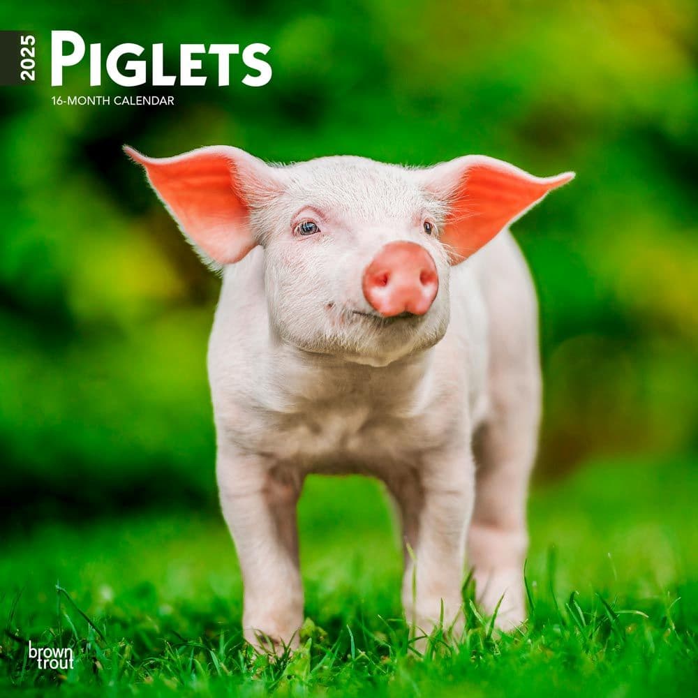 Piglets 2025 Wall Calendar Main Image