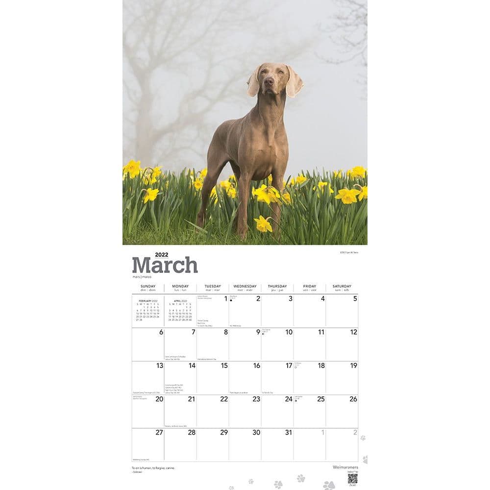 Weimaraners 2022 Wall Calendar - Calendars.com