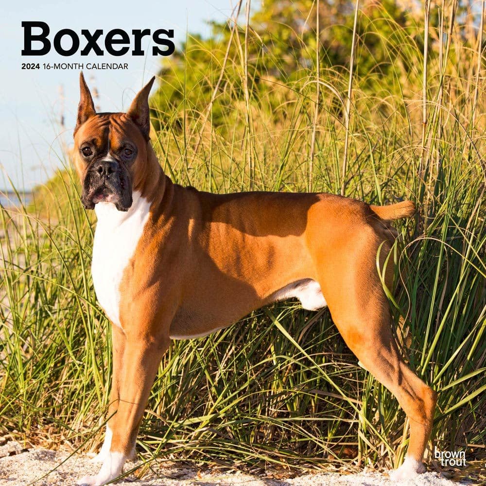 Boxers Wall 2024 Desk Calendar