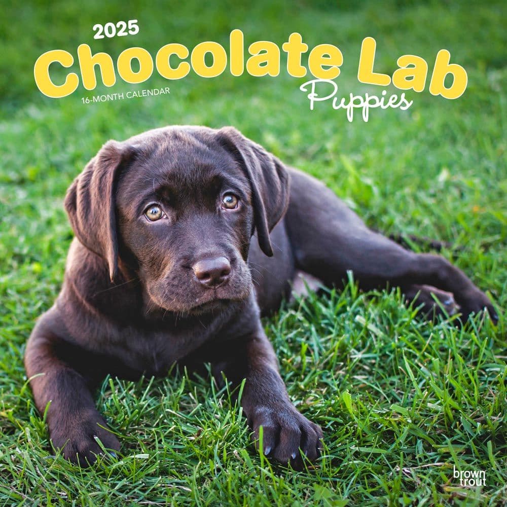 Chocolate Lab Retriever Puppies 2025 Wall Calendar Main Image