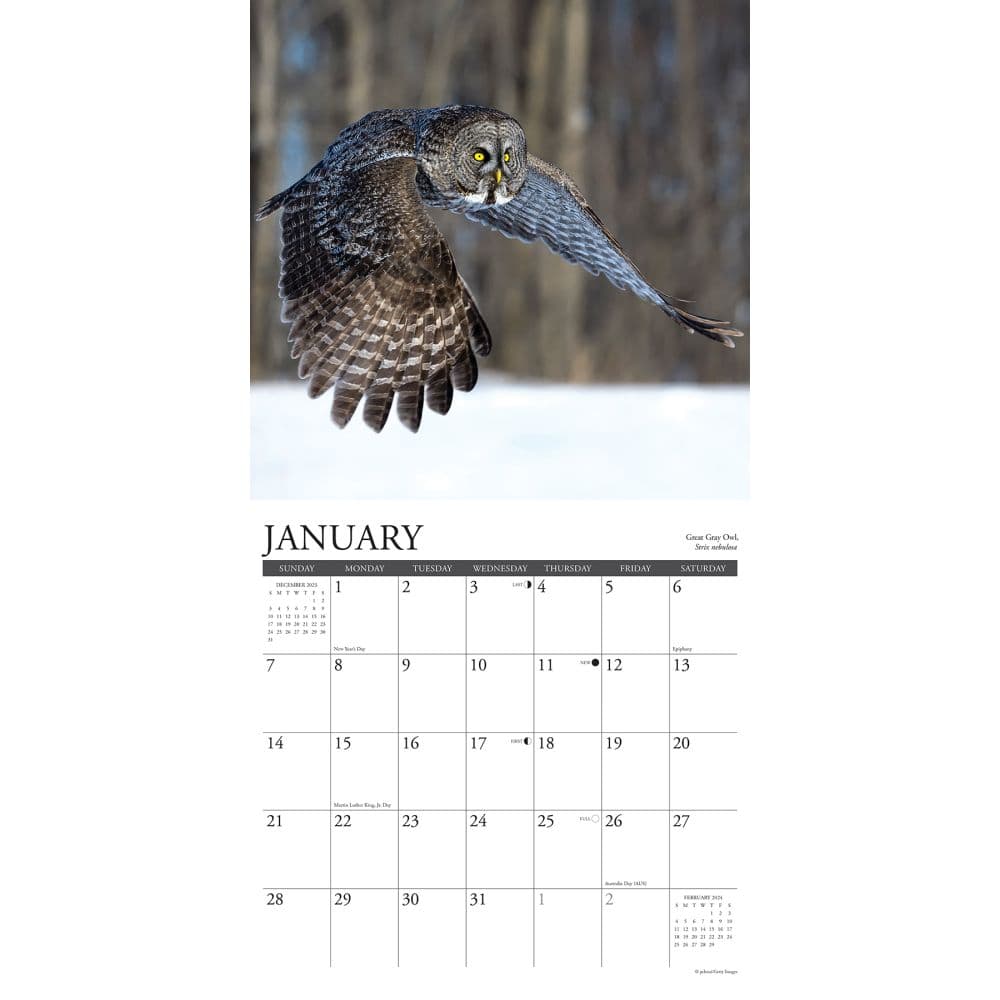 Owls 2024 Wall Calendar