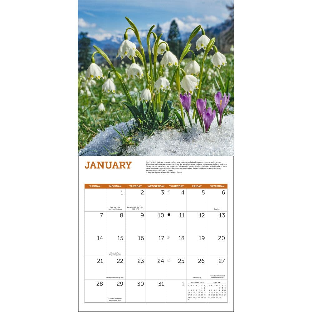 Wildflowers 2024 Wall Calendar Second Alternate Image width=&quot;1000&quot; height=&quot;1000&quot;
