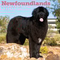 image Newfoundlands 2026 Wall Calendar Main Product Image