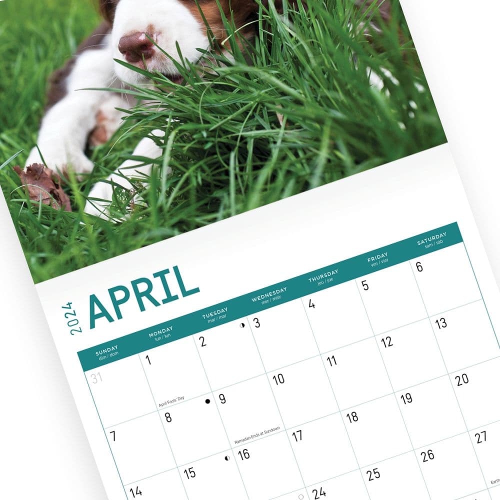 English Springer Spaniels 2024 Wall Calendar Third Alternate Image width=&quot;1000&quot; height=&quot;1000&quot;