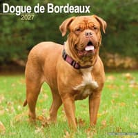 image Dogue de Bordeaux 2027 Wall Calendar